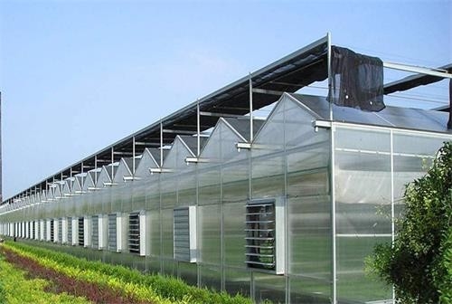Vegetable Under/Toughened Tempered  Glass