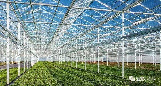 Tempered 3.2mm  4mm Greenhouse Roof Cover  Glass for Vagetables and Plants