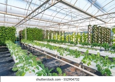 4mm Superior Toughened Greenhouse Roof  Glass for Vagetables and Plants