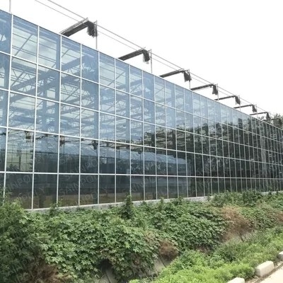 4mm Superior Tempered Pattern Greenhouse Roof  Glass for Vagetables and Plants
