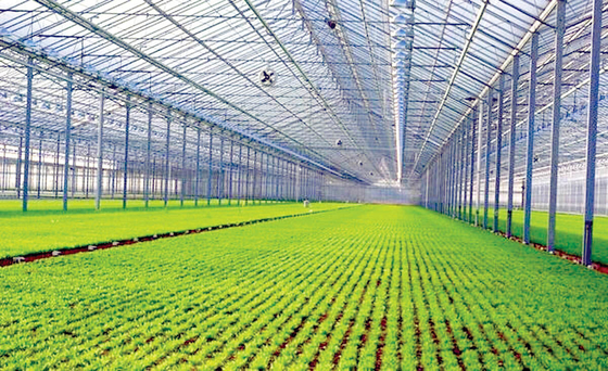 4mm Toughened Vegetable Plants Growing Greenhouse