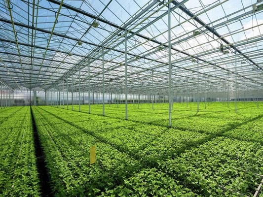 Tempered Vegetable Plants Growing Greenhouse